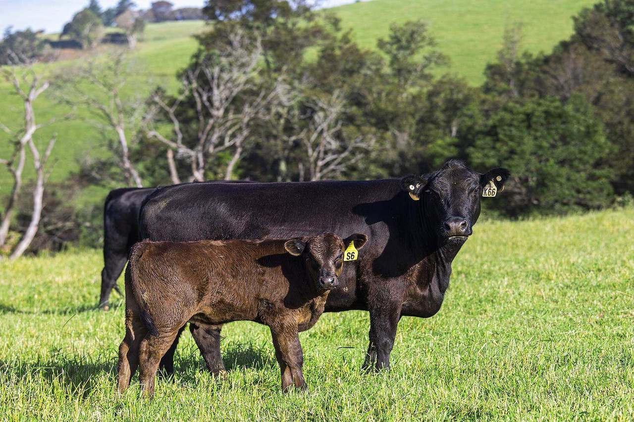 731 Maynards Plains Road , Dorrigo For Sale by Farmbuy.com - image 14