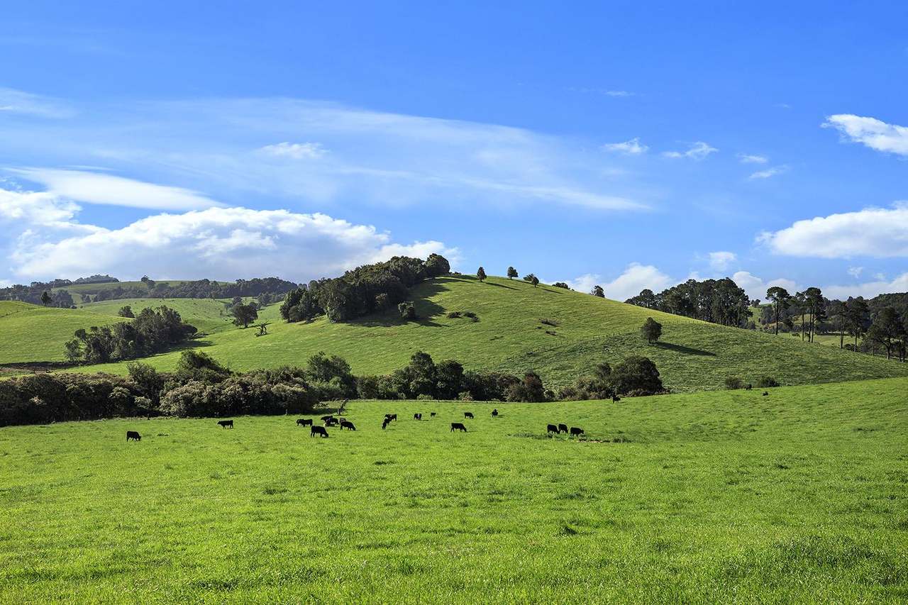 731 Maynards Plains Road , Dorrigo For Sale by Farmbuy.com - image 16