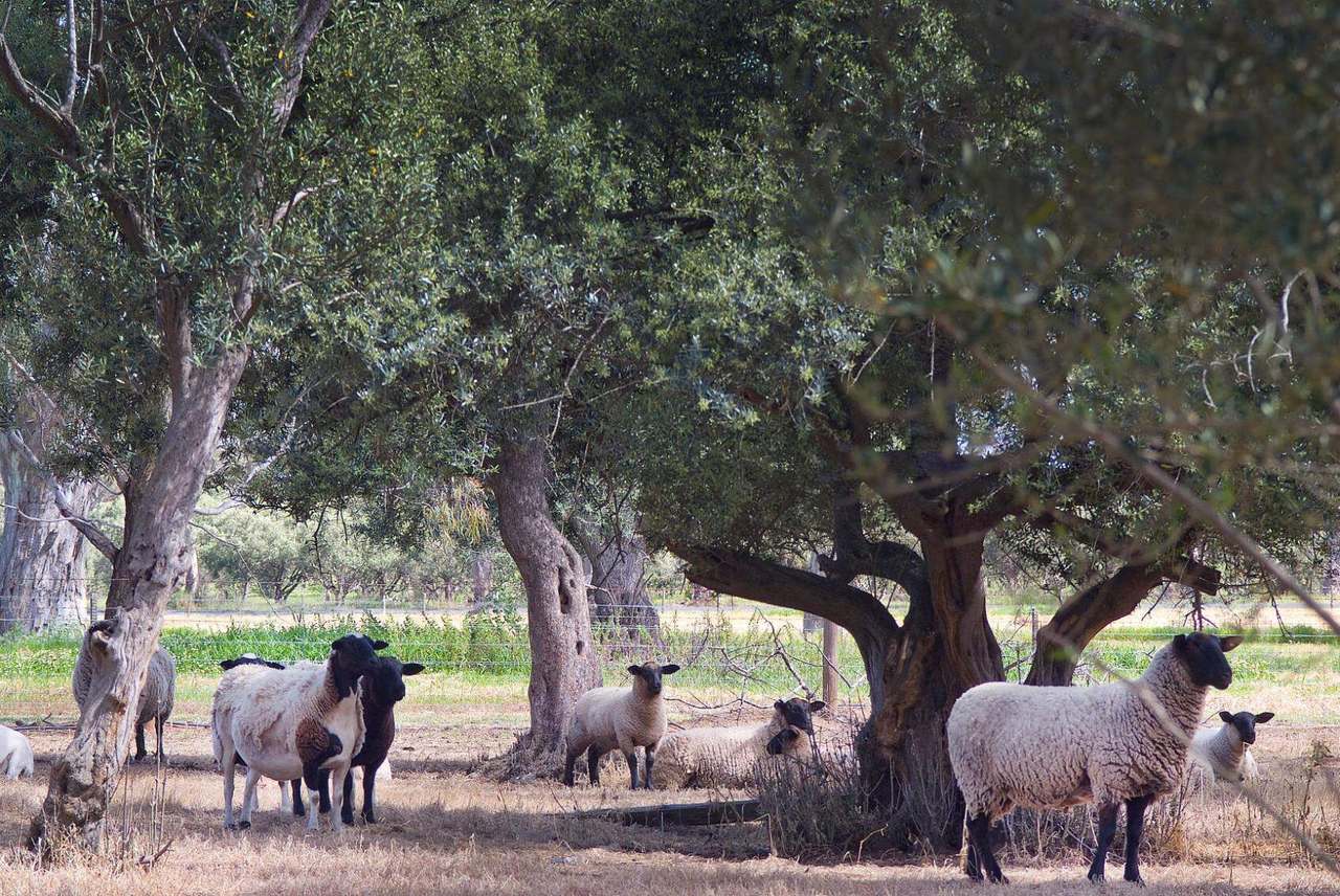 ***UNDER OFFER***"Olive Grove" 763 Frances Road, Bordertown Sold by Farmbuy.com - image 20