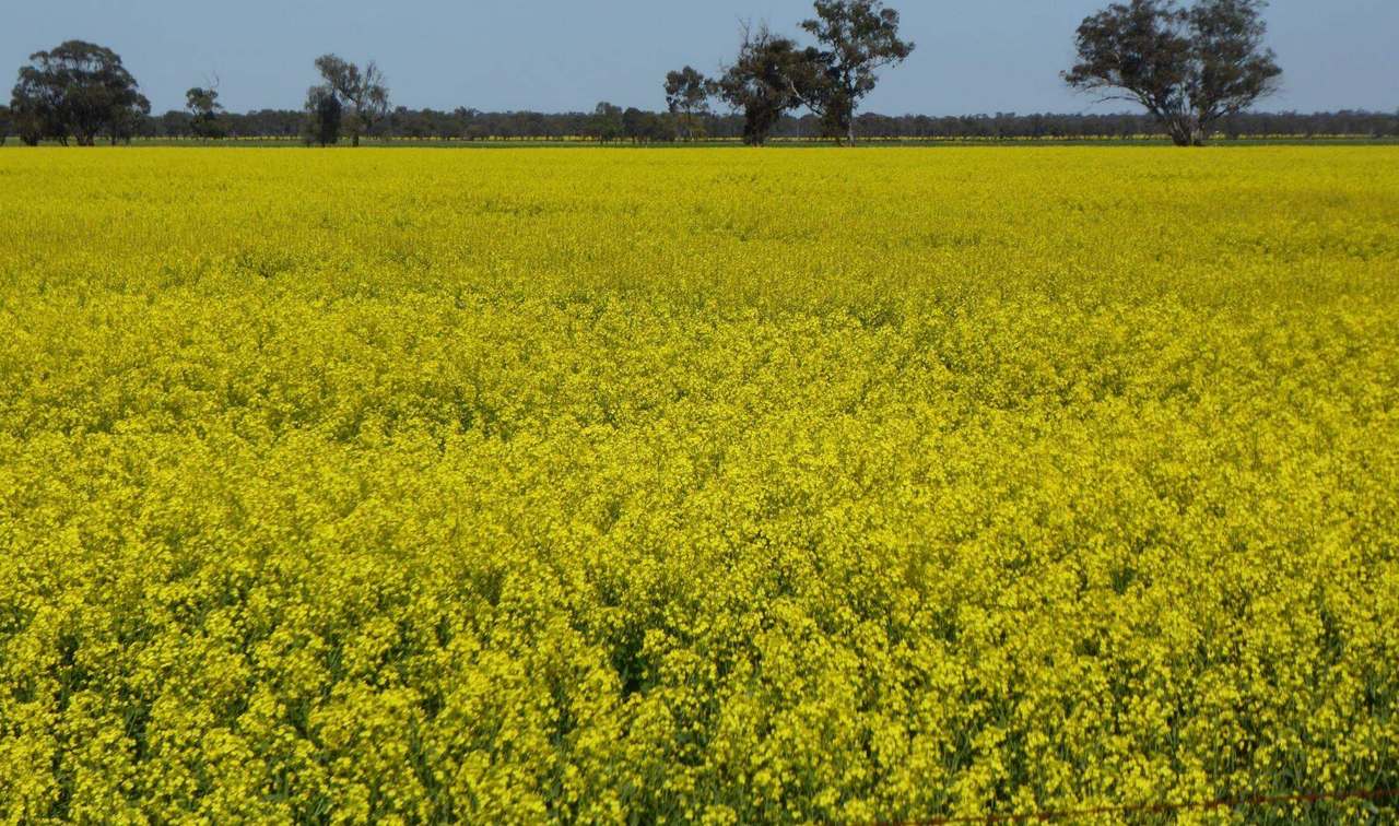 ***UNDER OFFER***"Olive Grove" 763 Frances Road, Bordertown Sold by Farmbuy.com - image 19