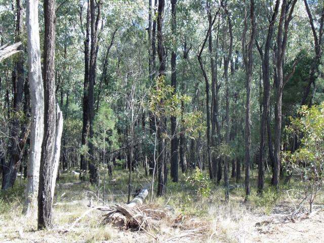 Lot 18 Wieambilla Road, Wieambilla For Sale by Farmbuy.com - image 10