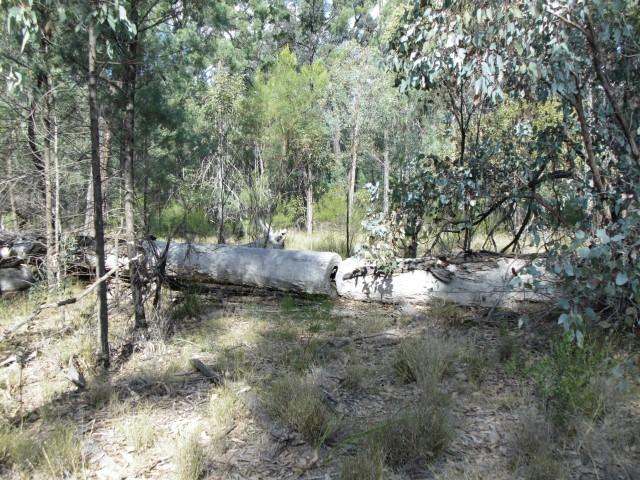 Lot 18 Wieambilla Road, Wieambilla For Sale by Farmbuy.com - image 3