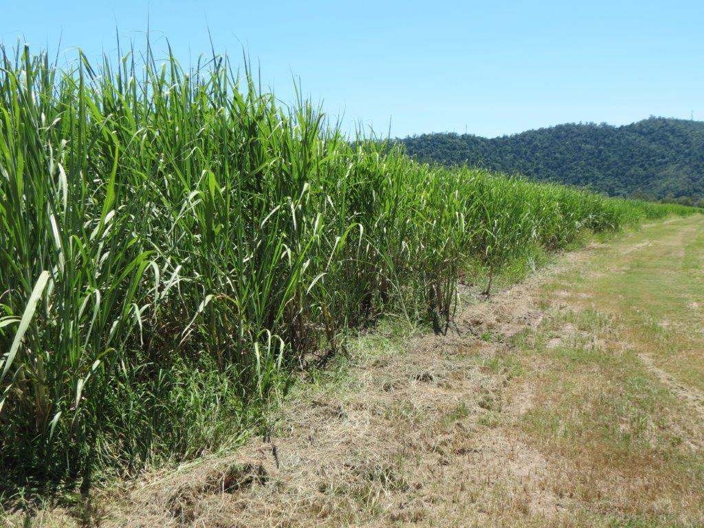 50950 Bruce Highway, Ingham Sold by Farmbuy.com - image 13