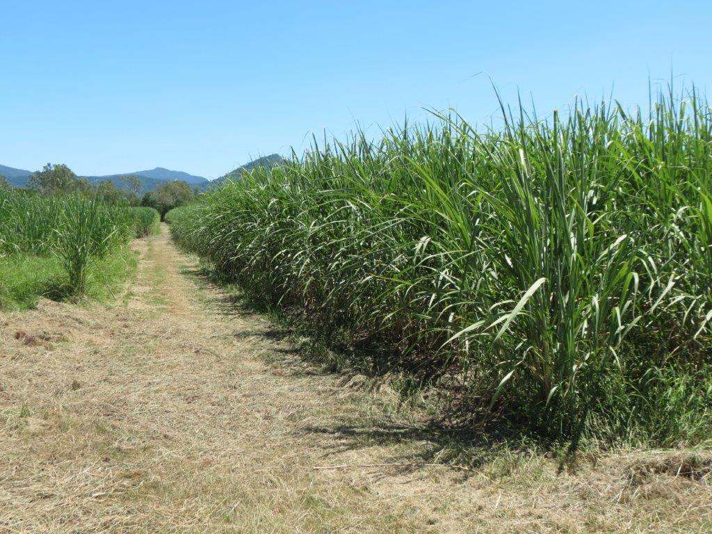 50950 Bruce Highway, Ingham Sold by Farmbuy.com - image 12