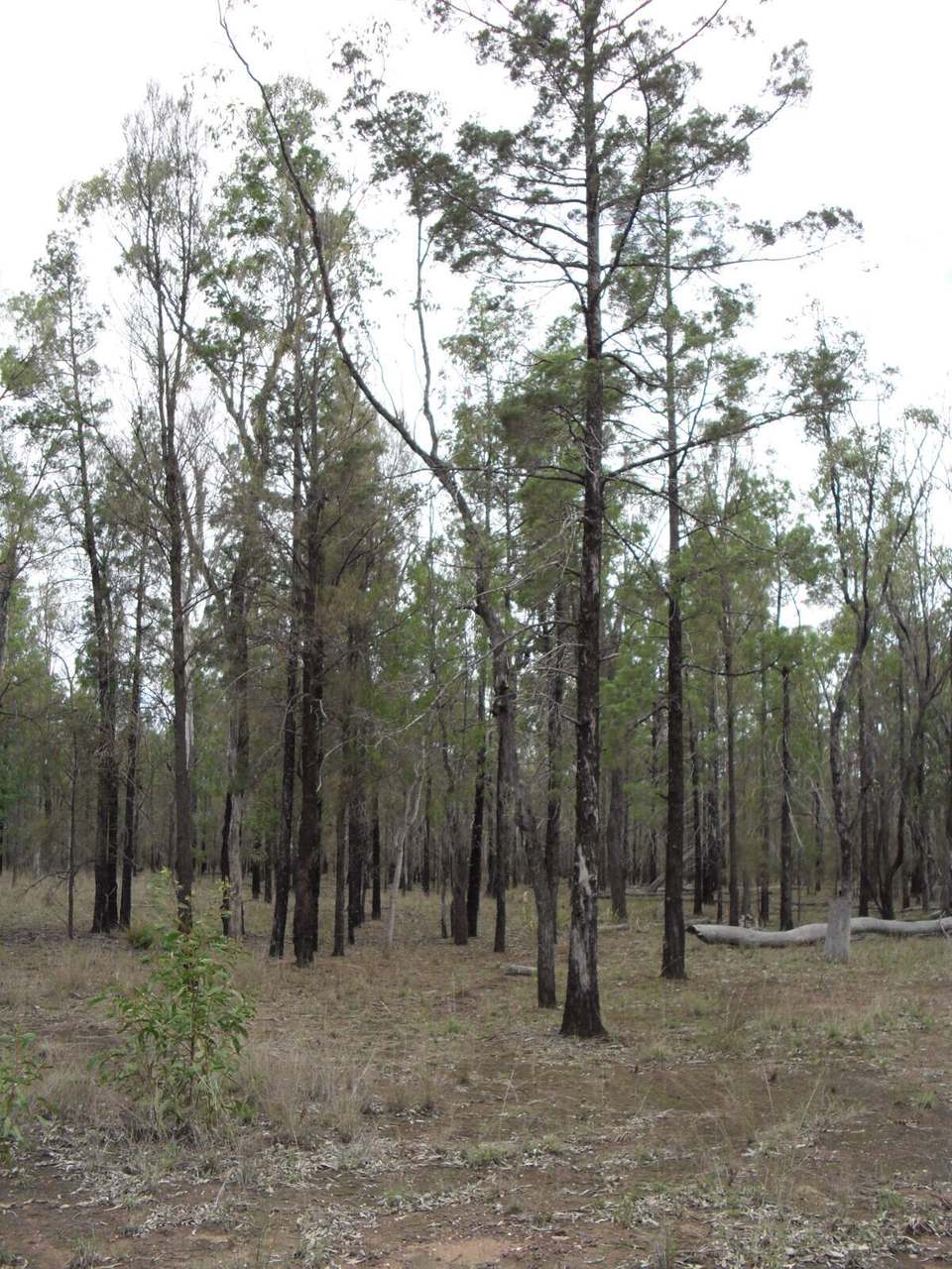 Lot 121 Rocky Crescent, Weranga Sold by Farmbuy.com - image 6