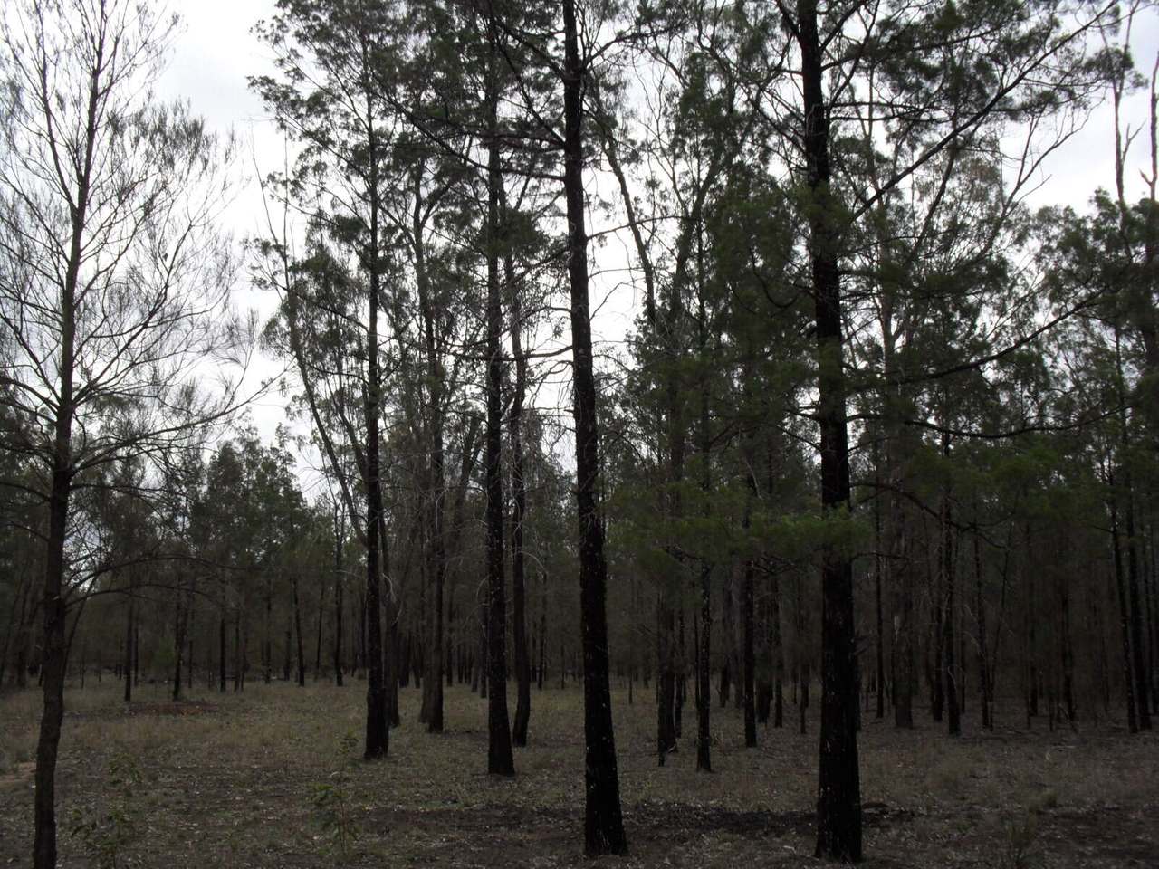 Lot 121 Rocky Crescent, Weranga Sold by Farmbuy.com - image 4