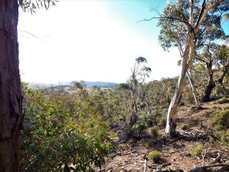 491 Jones Plain Road, Cooma NSW 2630 [290060] Other (Rural) Farms NSW