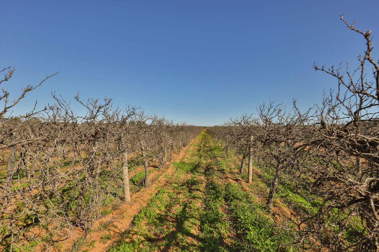Lot 2 1227 Karadoc Avenue , Irymple For Sale by Farmbuy.com - image 7