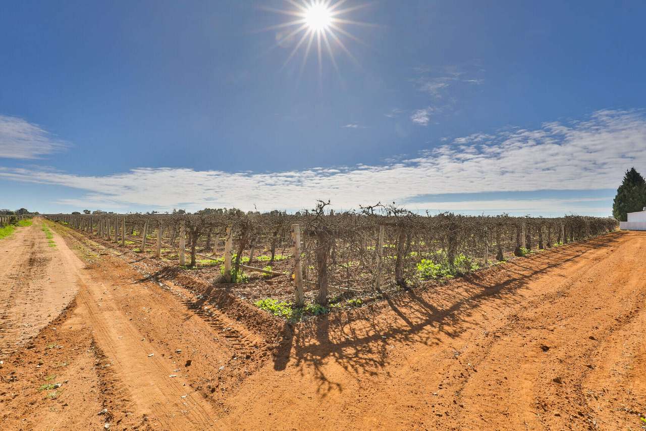 Lot 2 1227 Karadoc Avenue , Irymple For Sale by Farmbuy.com - image 5