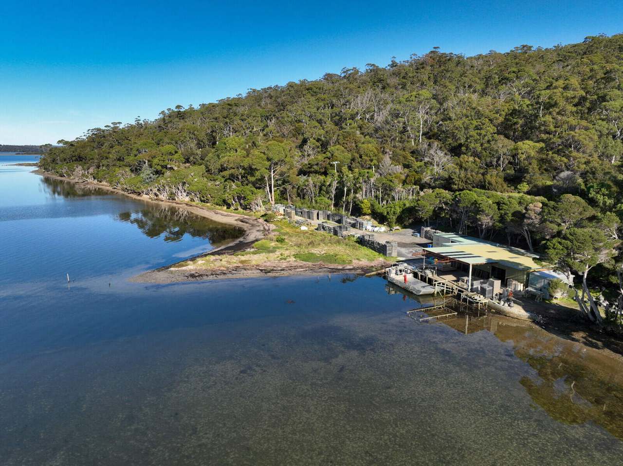 St Helens Oysters - 434 Binalong Bay Road, St Helens Sold by Farmbuy.com - image 3
