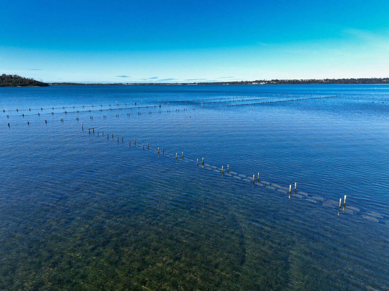 St Helens Oysters - 434 Binalong Bay Road, St Helens Sold by Farmbuy.com - image 7