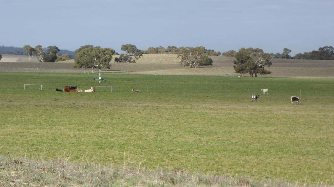 "Jamael" 10864 Dukes Highway, (Coombe),  Keith Sold by Farmbuy.com - image 21