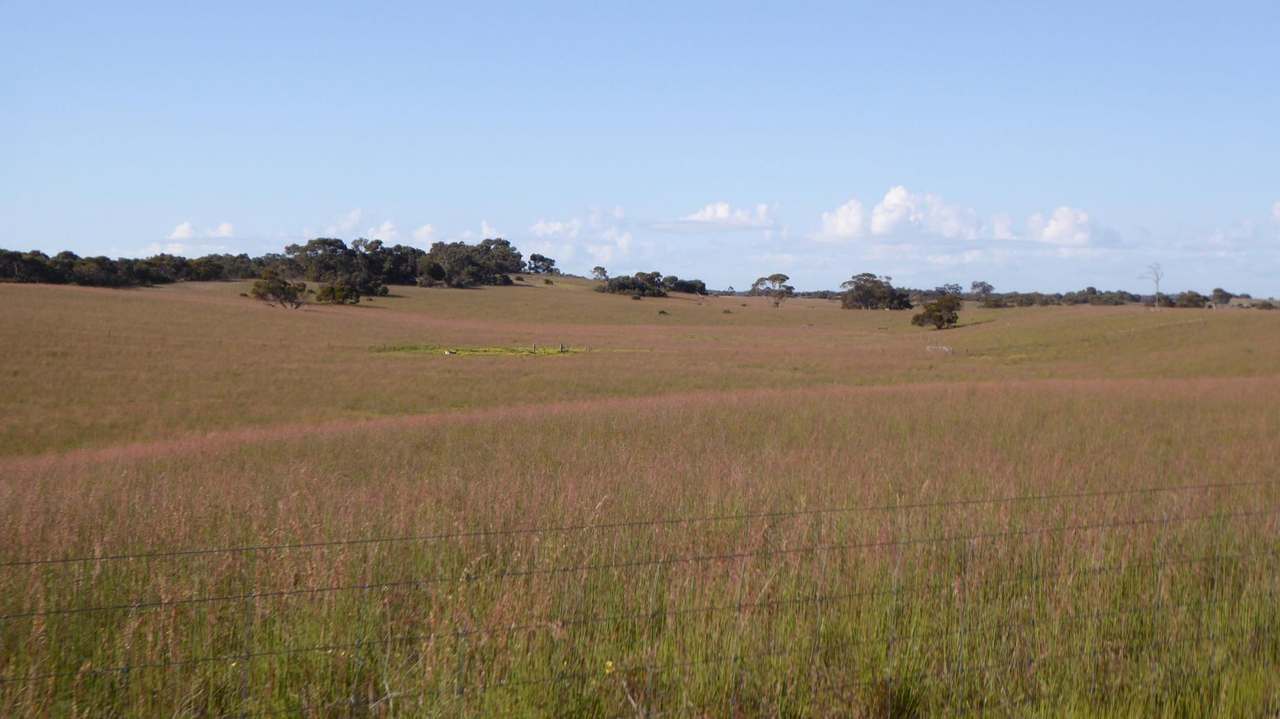 "Jamael" 10864 Dukes Highway, (Coombe),  Keith Sold by Farmbuy.com - image 6