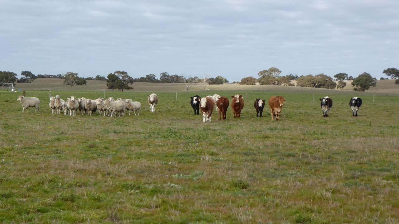 "Jamael" 10864 Dukes Highway, (Coombe),  Keith Sold by Farmbuy.com - image 12
