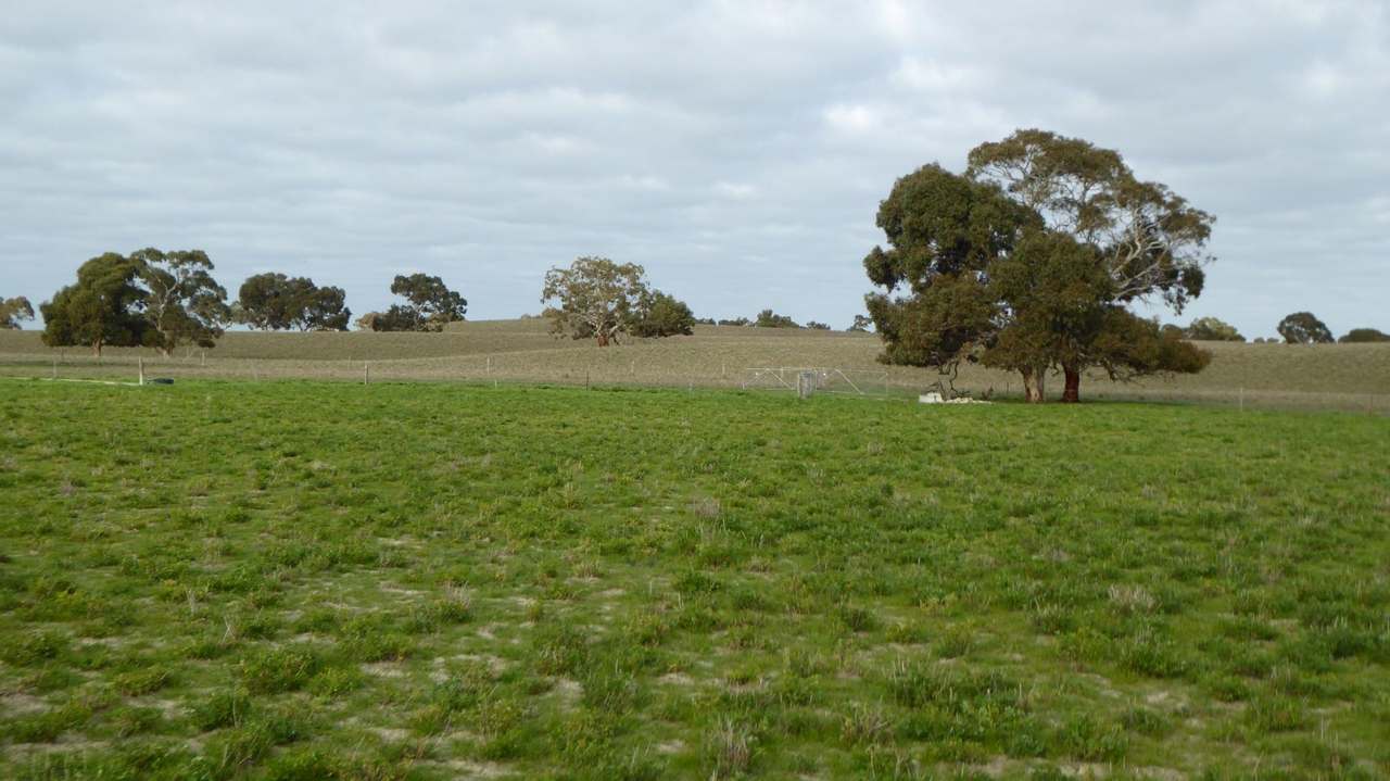 "Jamael" 10864 Dukes Highway, (Coombe),  Keith Sold by Farmbuy.com - image 10