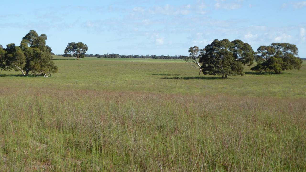 "Jamael" 10864 Dukes Highway, (Coombe),  Keith Sold by Farmbuy.com - image 23