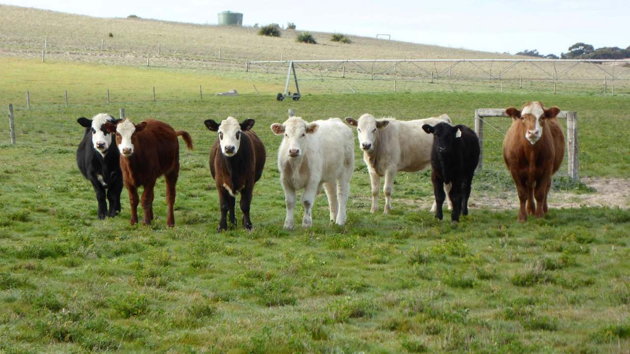 "Jamael" 10864 Dukes Highway, (Coombe),  Keith Sold by Farmbuy.com - image 2