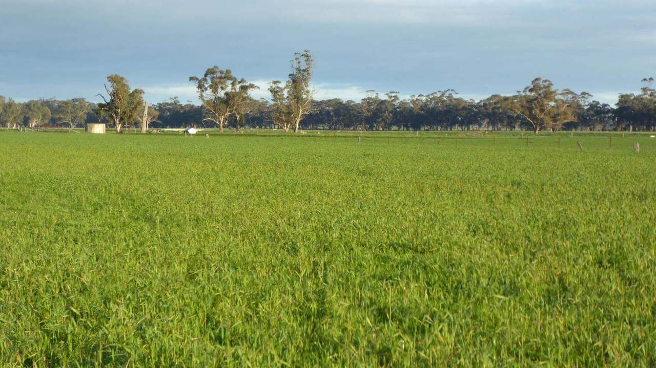 "Kevhill" 1755 Rowney Road, Mundulla West Sold by Farmbuy.com - image 22