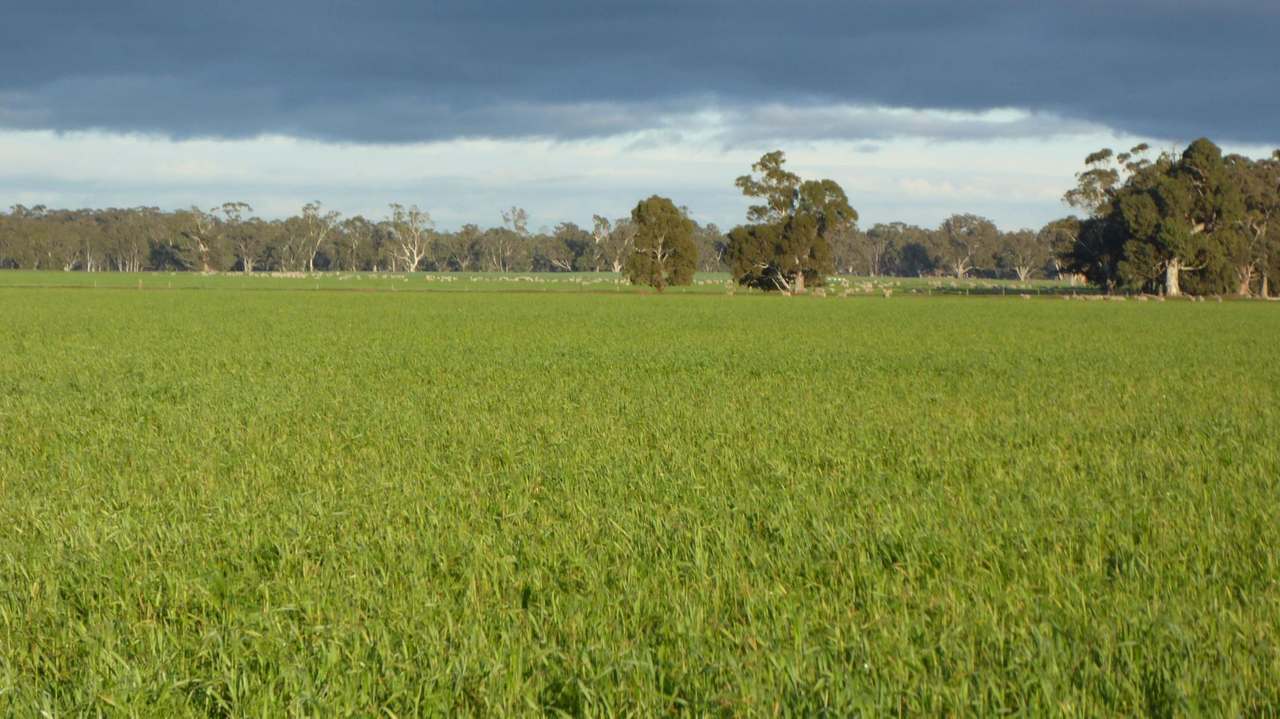 "Kevhill" 1755 Rowney Road, Mundulla West Sold by Farmbuy.com - image 28