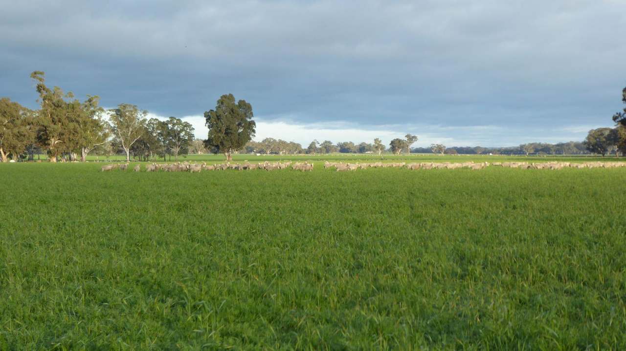"Kevhill" 1755 Rowney Road, Mundulla West Sold by Farmbuy.com - image 7