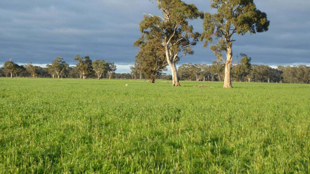 "Kevhill" 1755 Rowney Road, Mundulla West Sold by Farmbuy.com - image 23