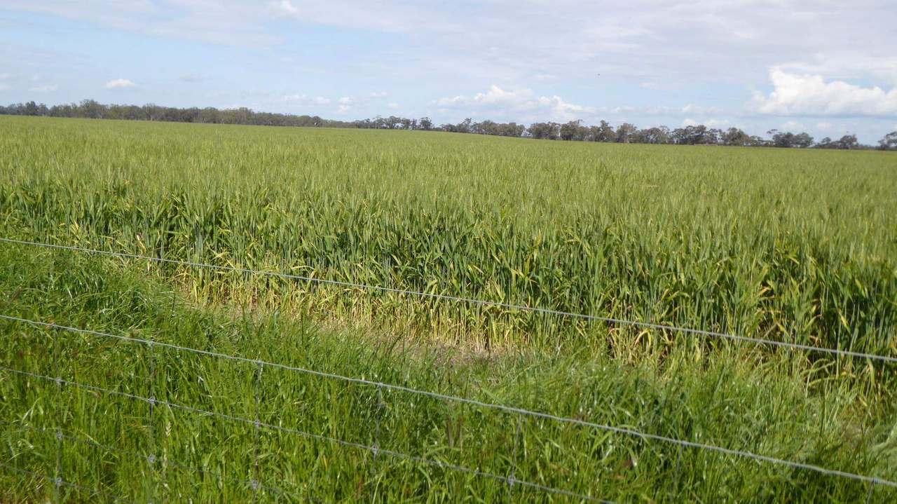 "Kevhill" 1755 Rowney Road, Mundulla West Sold by Farmbuy.com - image 15