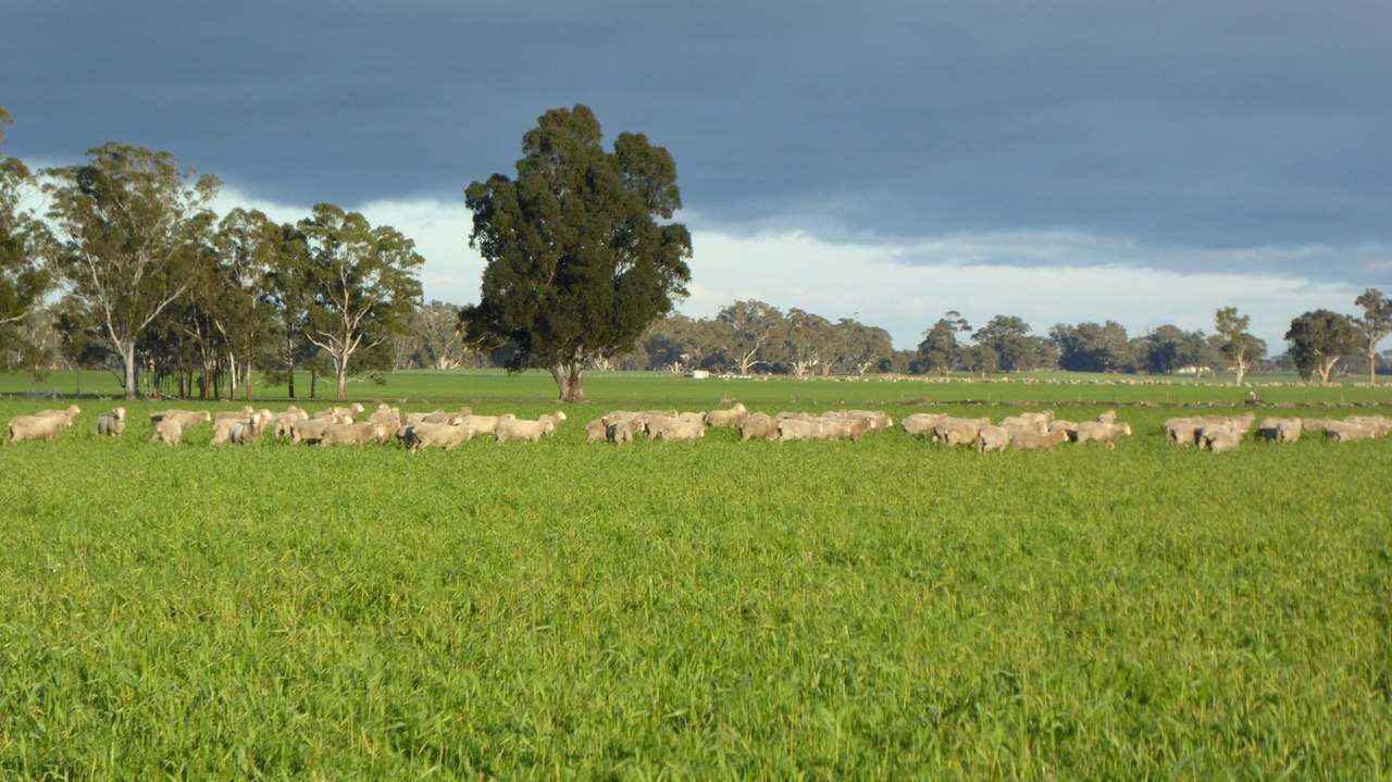 "Kevhill" 1755 Rowney Road, Mundulla West Sold by Farmbuy.com - image 4