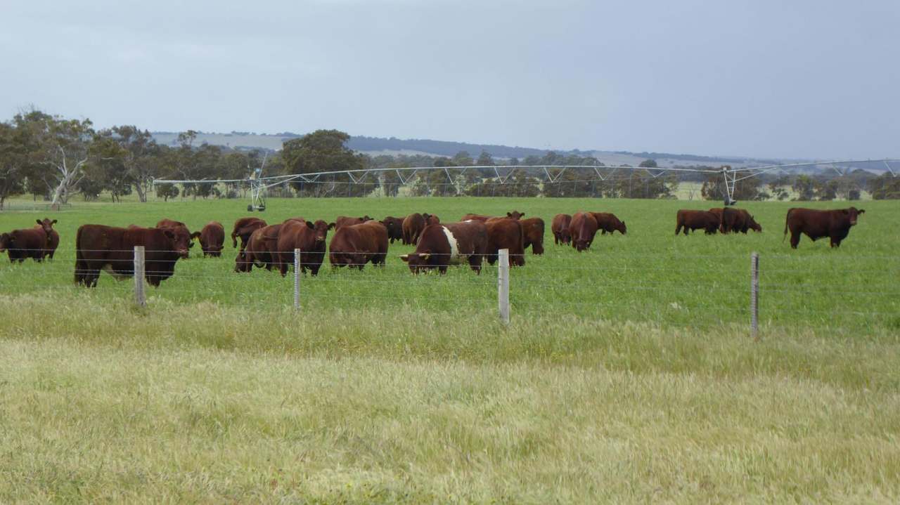 "Goonamurra"2606 Riddoch Highway,  Willalooka For Sale by Farmbuy.com - image 36