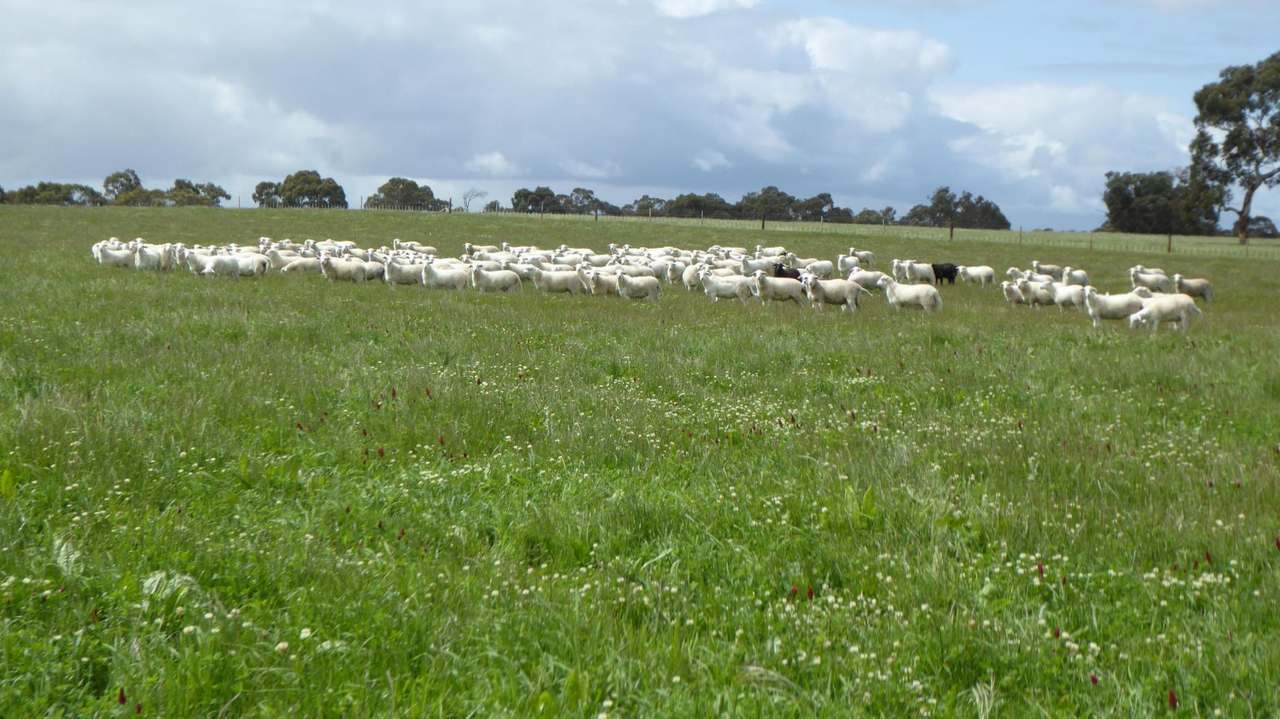 "Goonamurra"2606 Riddoch Highway,  Willalooka For Sale by Farmbuy.com - image 2