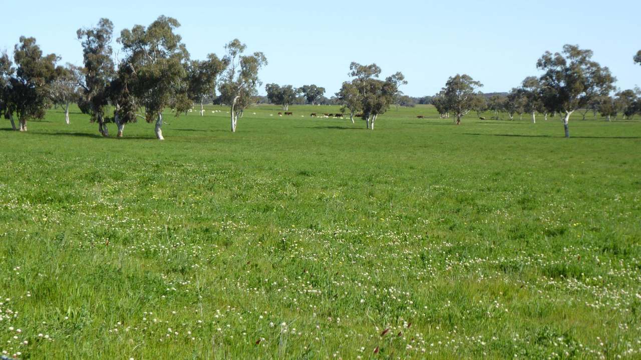 "Goonamurra"2606 Riddoch Highway,  Willalooka For Sale by Farmbuy.com - image 31
