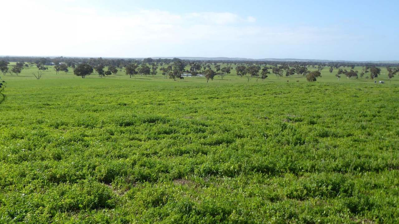 "Goonamurra"2606 Riddoch Highway,  Willalooka For Sale by Farmbuy.com - image 20