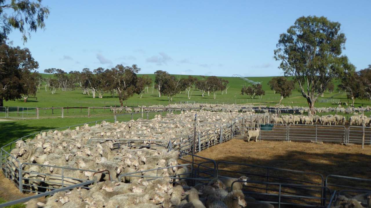 "Goonamurra"2606 Riddoch Highway,  Willalooka For Sale by Farmbuy.com - image 47