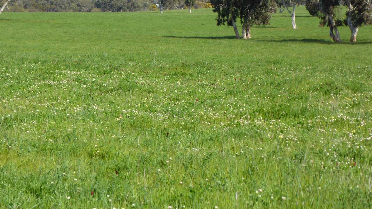 "Goonamurra"2606 Riddoch Highway,  Willalooka For Sale by Farmbuy.com - image 29
