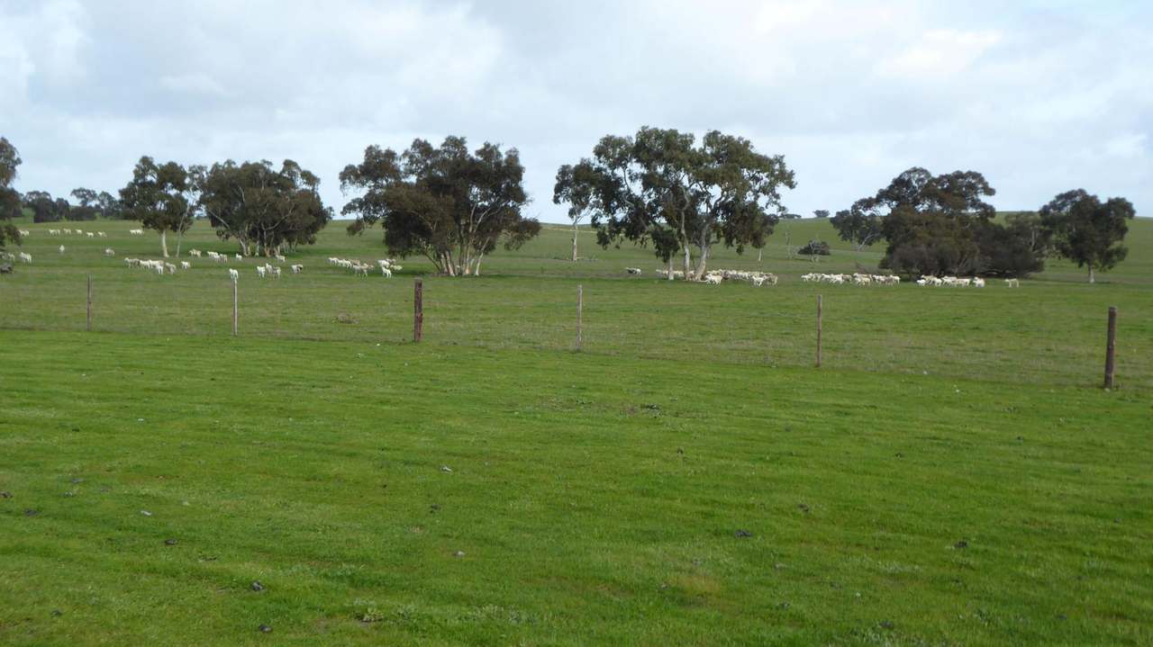 "Goonamurra"2606 Riddoch Highway,  Willalooka For Sale by Farmbuy.com - image 21