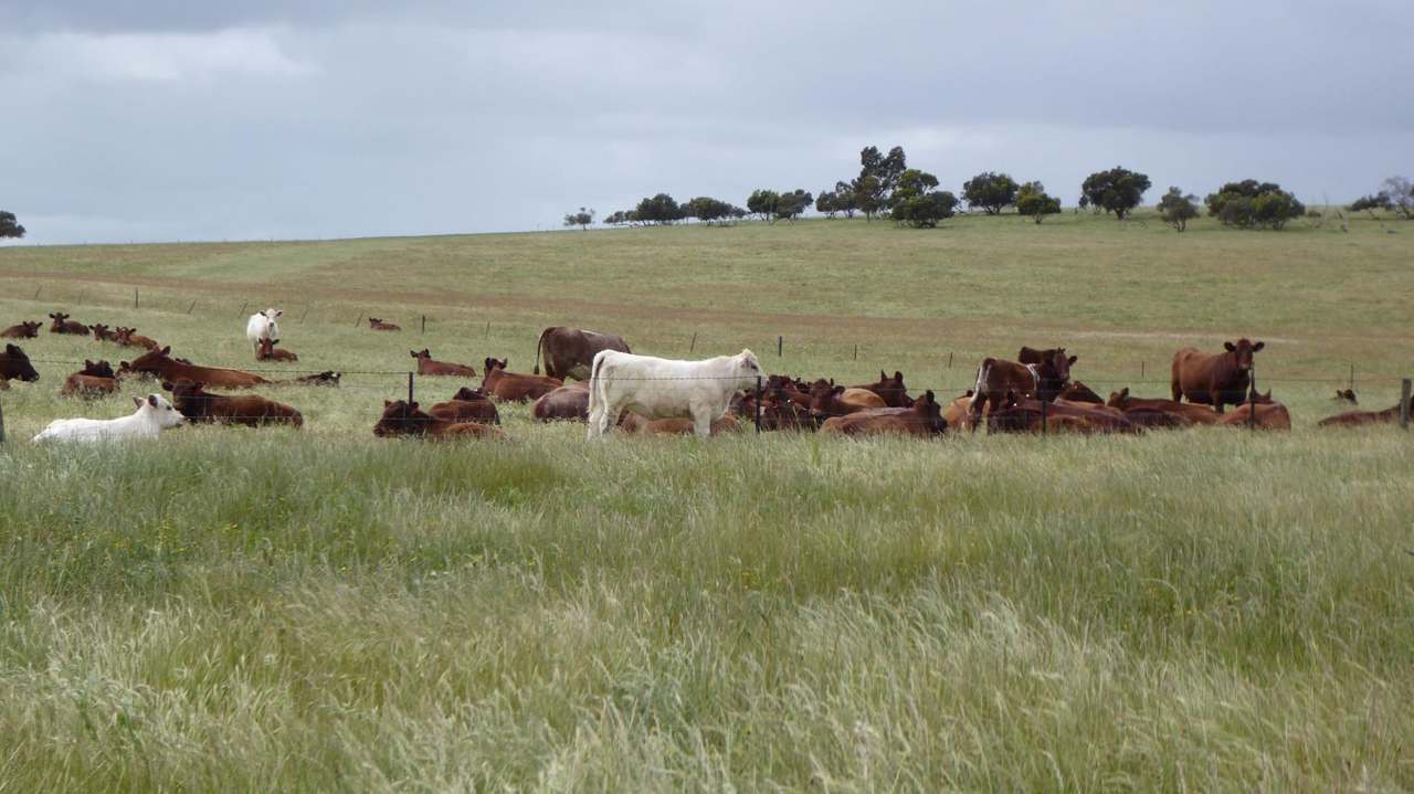 "Goonamurra"2606 Riddoch Highway,  Willalooka For Sale by Farmbuy.com - image 19