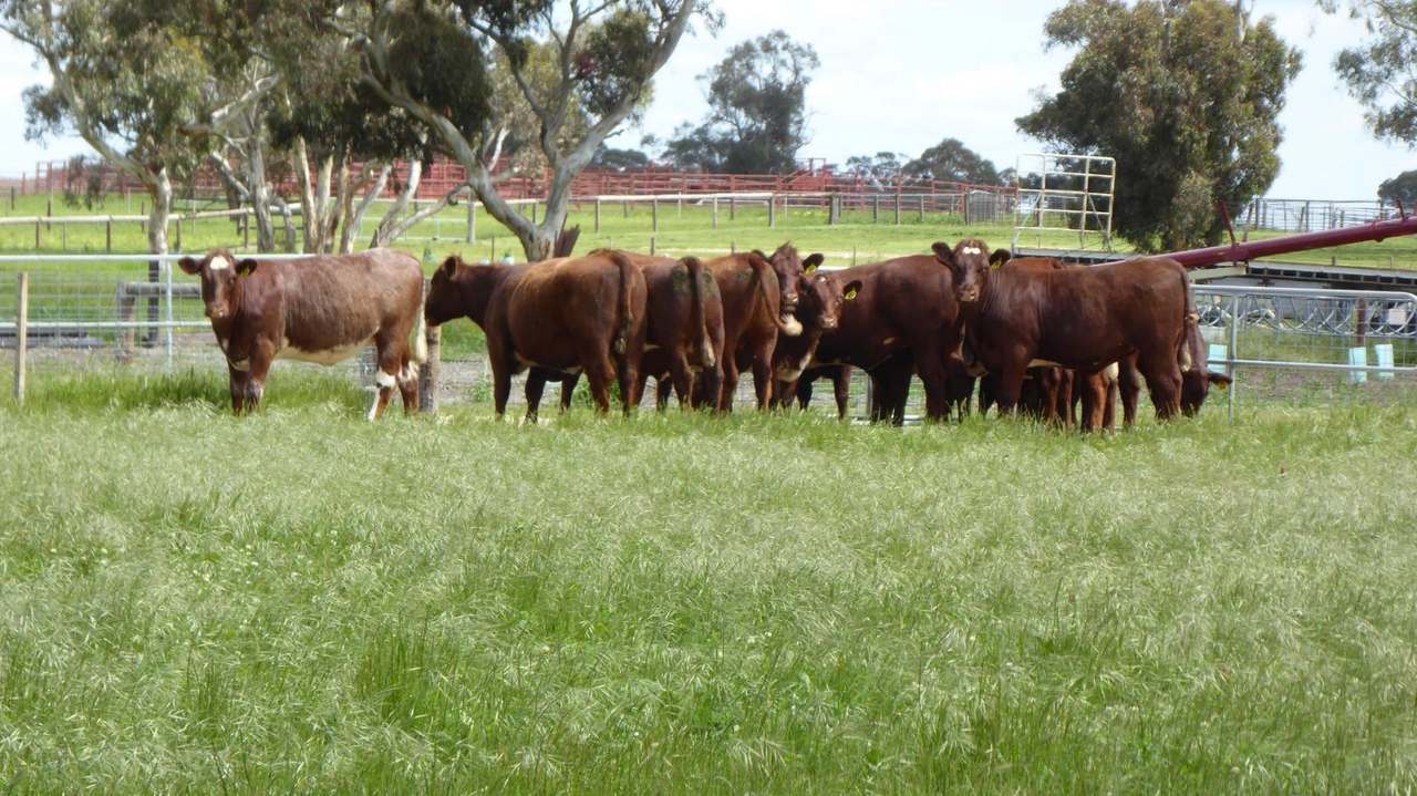 "Goonamurra"2606 Riddoch Highway,  Willalooka For Sale by Farmbuy.com - image 39