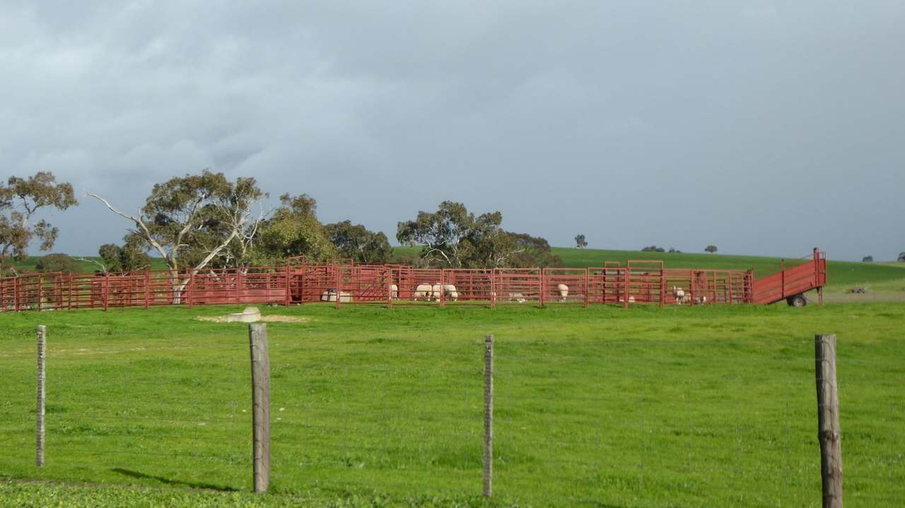 "Goonamurra"2606 Riddoch Highway,  Willalooka For Sale by Farmbuy.com - image 46