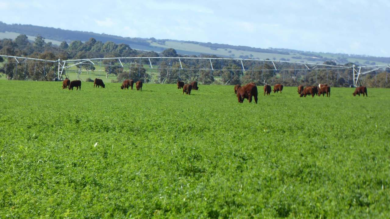 "Goonamurra"2606 Riddoch Highway,  Willalooka For Sale by Farmbuy.com - image 23