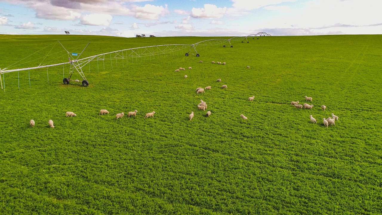"Goonamurra"2606 Riddoch Highway,  Willalooka For Sale by Farmbuy.com - image 14