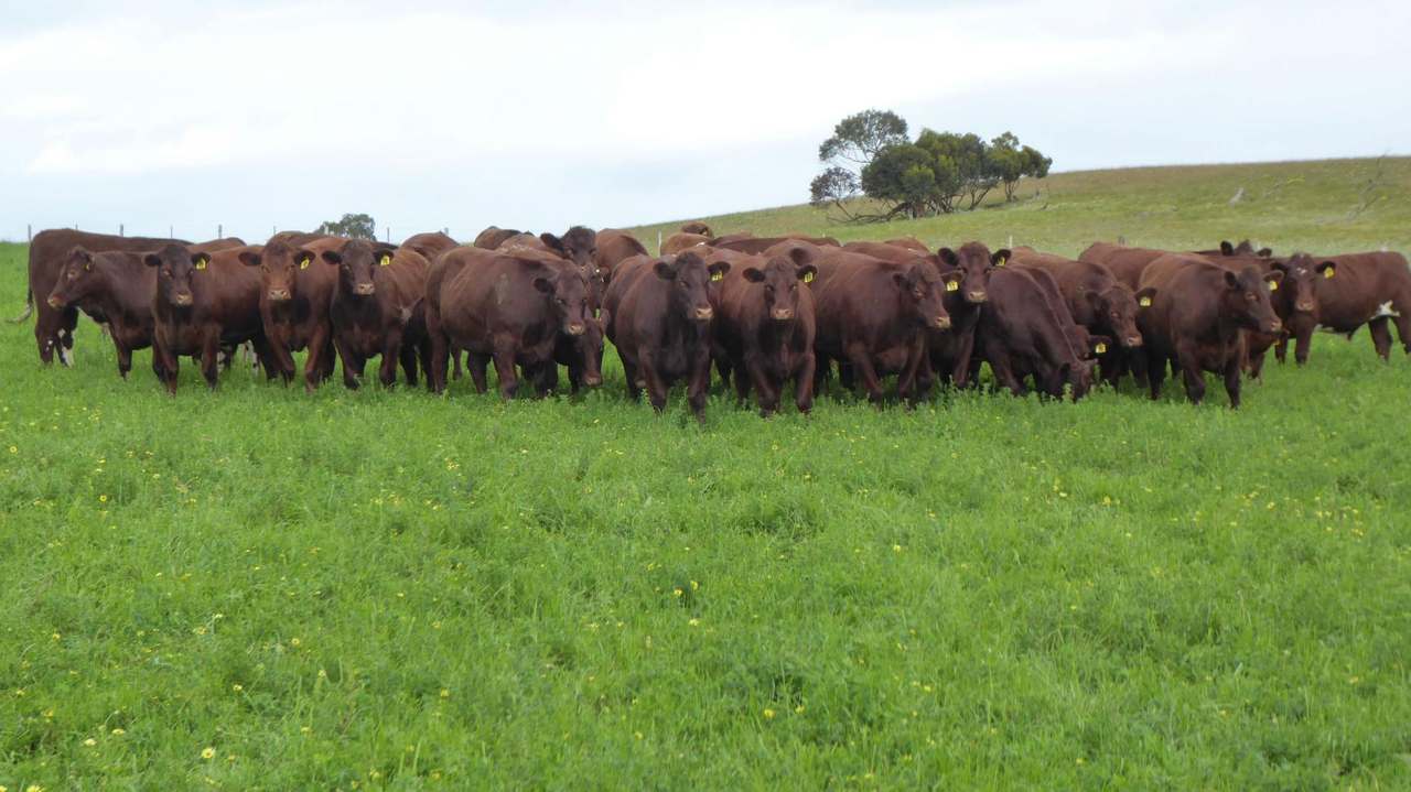 "Goonamurra"2606 Riddoch Highway,  Willalooka For Sale by Farmbuy.com - image 12