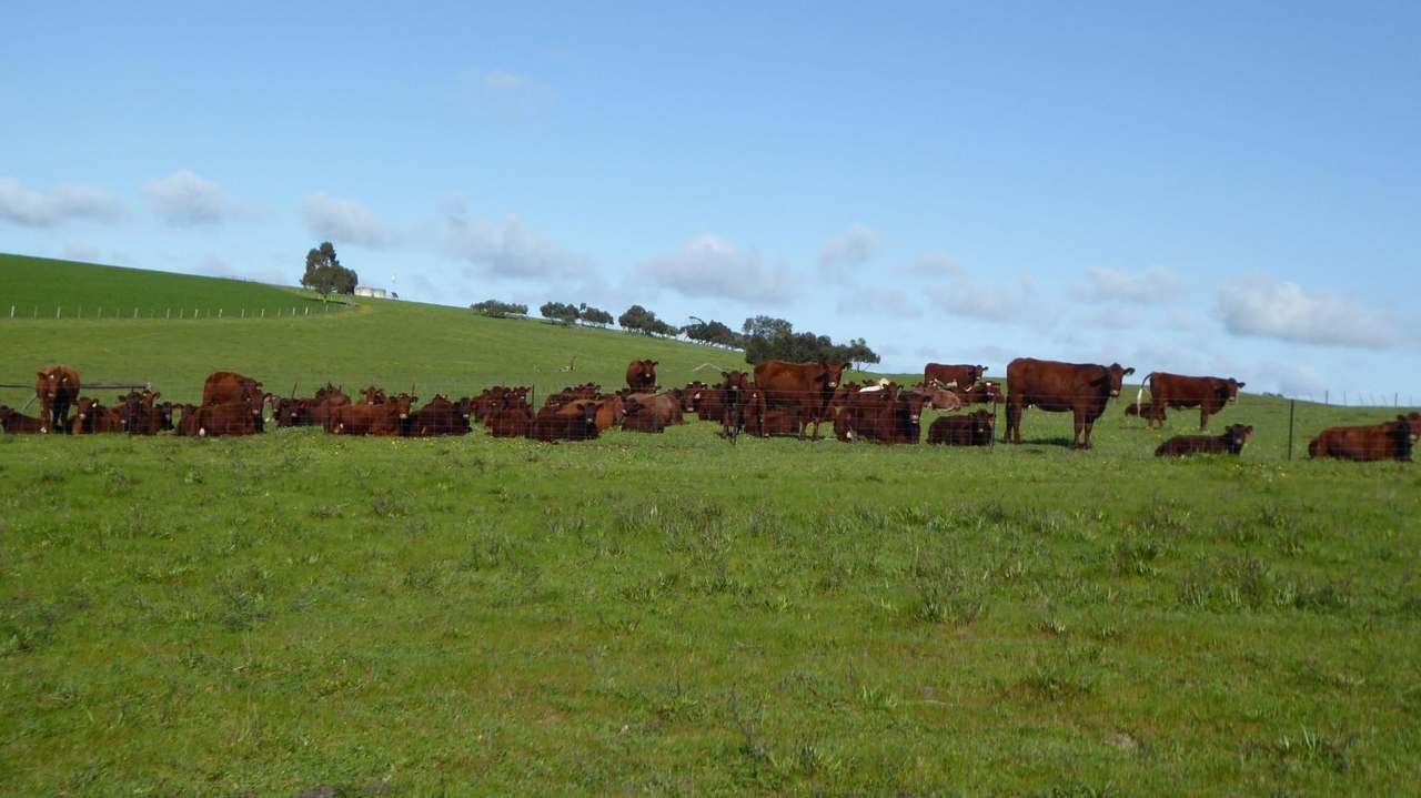 "Goonamurra"2606 Riddoch Highway,  Willalooka For Sale by Farmbuy.com - image 25