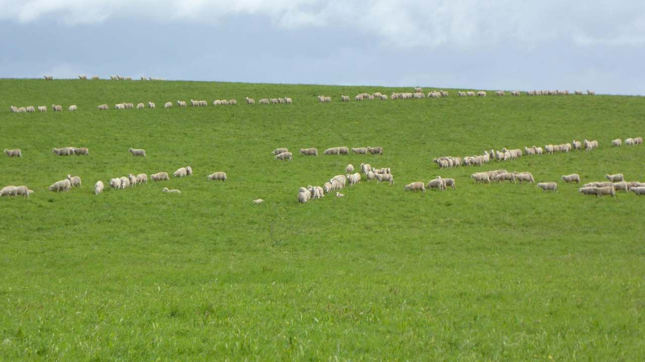 "Goonamurra"2606 Riddoch Highway,  Willalooka For Sale by Farmbuy.com - image 28