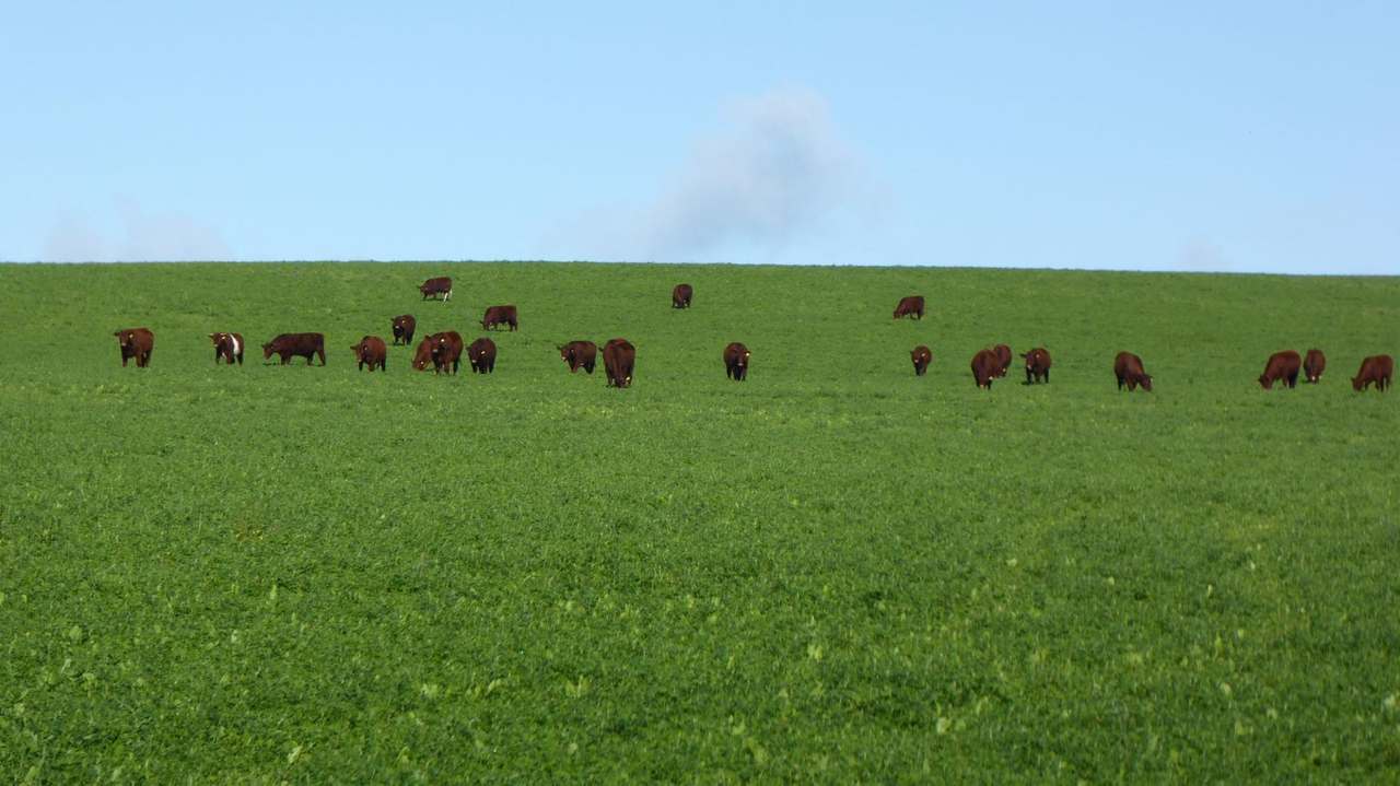 "Goonamurra"2606 Riddoch Highway,  Willalooka For Sale by Farmbuy.com - image 11