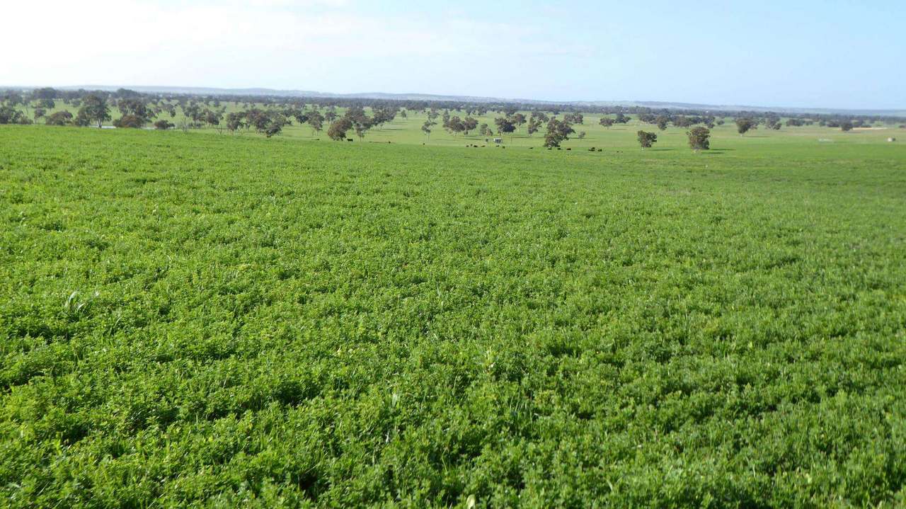 "Goonamurra"2606 Riddoch Highway,  Willalooka For Sale by Farmbuy.com - image 18