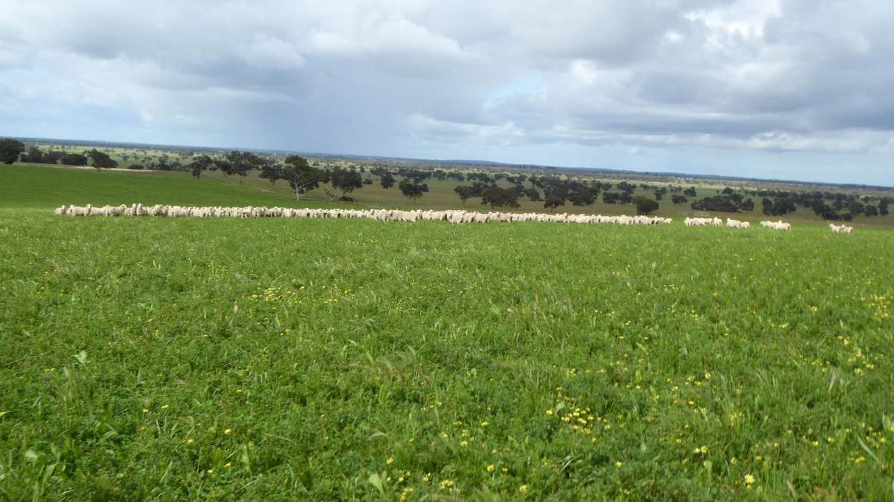 "Goonamurra"2606 Riddoch Highway,  Willalooka For Sale by Farmbuy.com - image 33