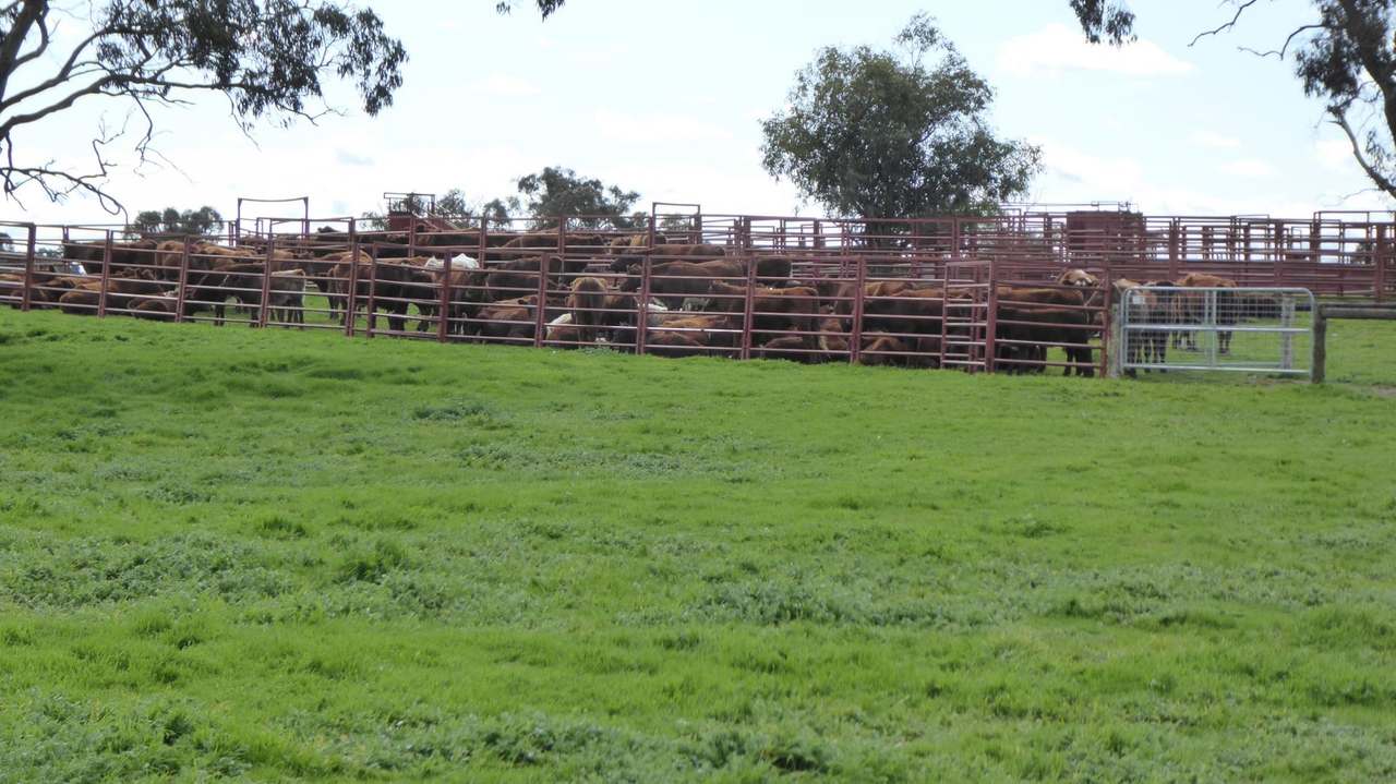 "Goonamurra"2606 Riddoch Highway,  Willalooka For Sale by Farmbuy.com - image 45
