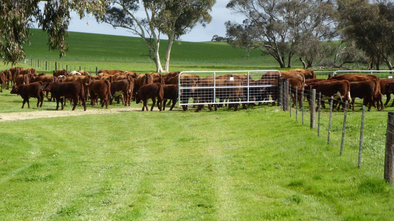 "Goonamurra"2606 Riddoch Highway,  Willalooka For Sale by Farmbuy.com - image 30