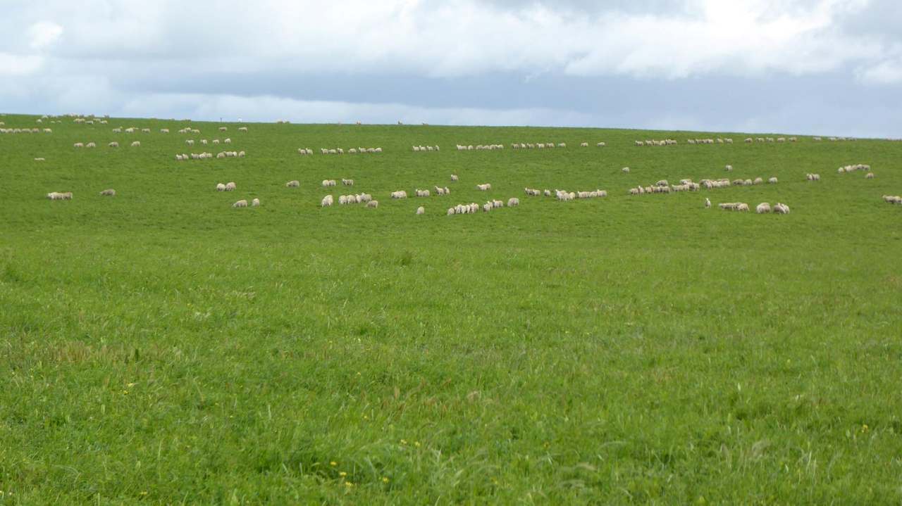 "Goonamurra"2606 Riddoch Highway,  Willalooka For Sale by Farmbuy.com - image 34