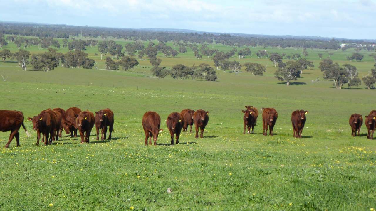 "Goonamurra"2606 Riddoch Highway,  Willalooka For Sale by Farmbuy.com - image 27