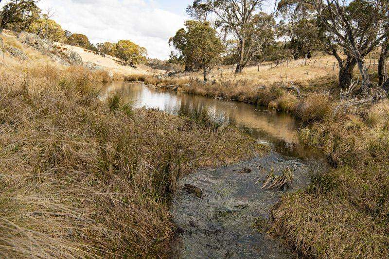 2074 Tom Groggin Road, Nimmitabel  Sold by Farmbuy.com - image 5